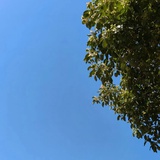 王妮瑪