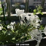 那朵花