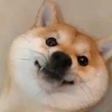 杰尼杰尼