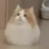 橘生淮南