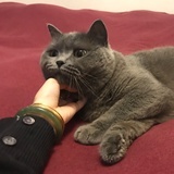 妙妙妙阿
