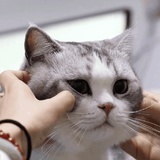 甫子哥