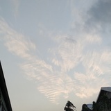 falyseagull