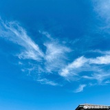 彼岸花开