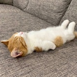 想要开心
