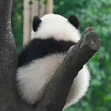 小葱