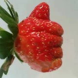 小草莓🍓
