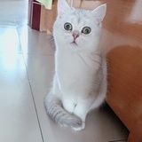 shyshy