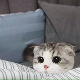 小蘑菇