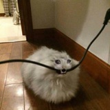 Guffypuffy