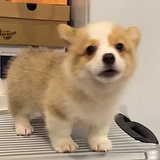 Mascot