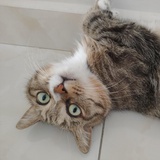 RhineWheat