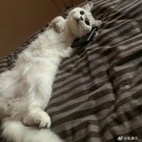 加减号的佳