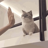 祈茶