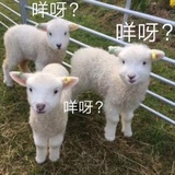 蔬菜味锅巴