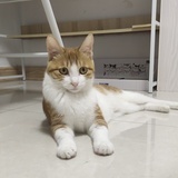 笑心