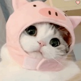 开心的刺猬