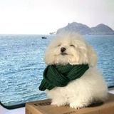 洗哇哇🐶