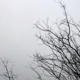板蓝根