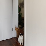 趴趴