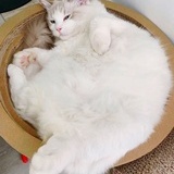 阿门