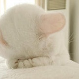 咖喱猫