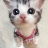 飞鸟