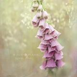 菟丝花