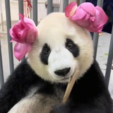 垦丁的鱼