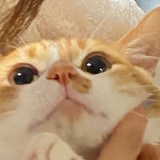 摇啊摇