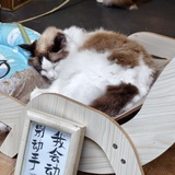 再活五百年