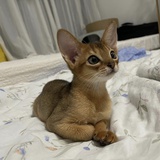 小比