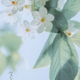 撒涅