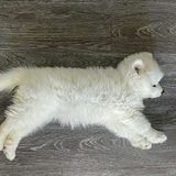 非转基因羊毛毡