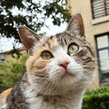 LY咚咚咚🌳🐈