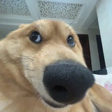猫饼