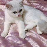 🐱