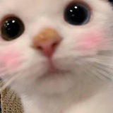 干饭人