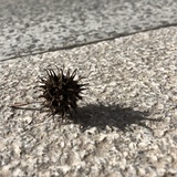 颠倒梦想