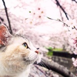 太歌