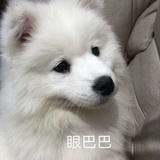小猪沉塘