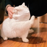 语白