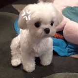 棠吉诃得