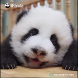 小豆豆