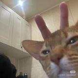 小鹿猫比