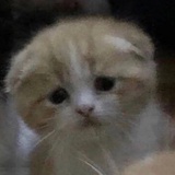 啊白