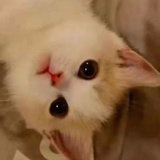 猫老师不爱吃鱼