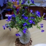 小熊猫