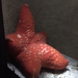 躺尸中