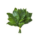 花心小苞米